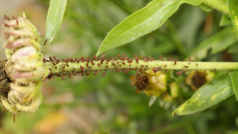 President von der Leyen Meets with President Costa and Prime Minister Pashinyan of Armenia for Key Discussions
