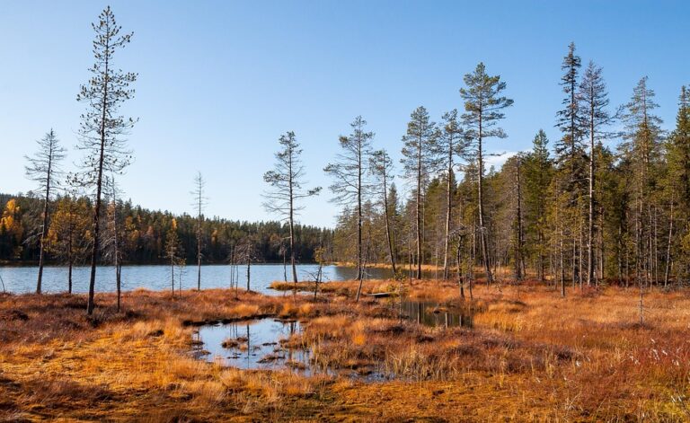 3 elves are cycling from the German town of St. Nikolaus to Finland’s Santa Claus Village – kaaltv.com