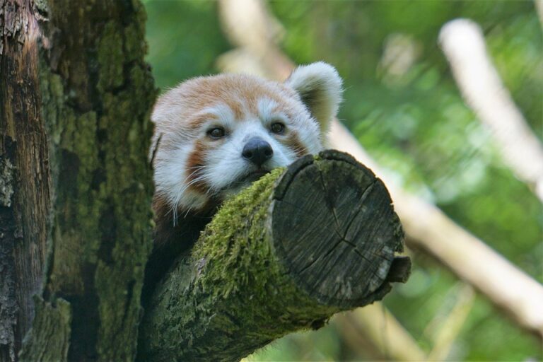 Belgium vs Kazakhstan – Predicted lineup and team news – ca.sports.yahoo.com