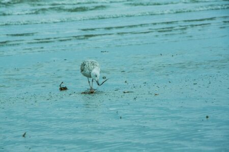 Ryder Cup Fans in Ireland May Have to Stay on Cruise Ships
