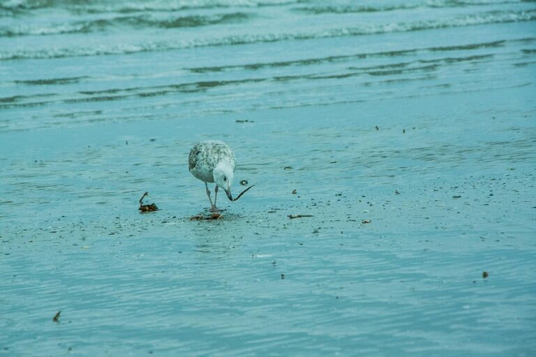 Ryder Cup Fans in Ireland May Have to Stay on Cruise Ships