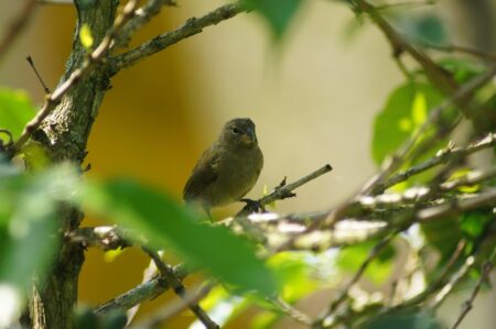 Kazakhstan Explores Uranium Export Opportunities with Finland