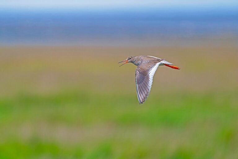 North Macedonia’s President Gordana Siljanovska-Davkova on the European Union and Advancing Gender Equality at the World Leaders Forum
