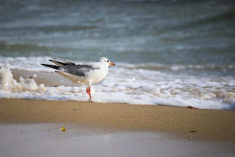 Why Over 90% of Bulgarians Choose Real Estate or Bank Savings for Their Future