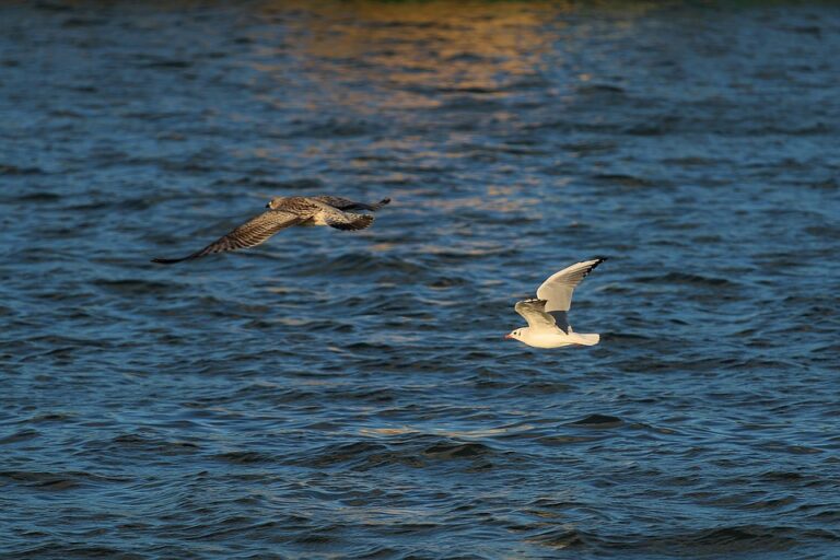 China blames Netherlands for chip supply tensions amid Nexperia standoff – The Sun Chronicle