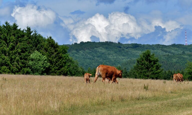 Inside the Fascinating Family Tree of Luxembourg’s Royalty
