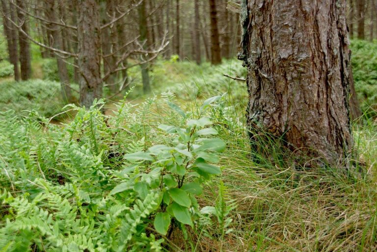 Eighteen F-16 Fighter Jets For 1 Euro! Why Did Netherlands Sell Its Fighting Falcons For “Dirt Cheap” Price? – EurAsian Times