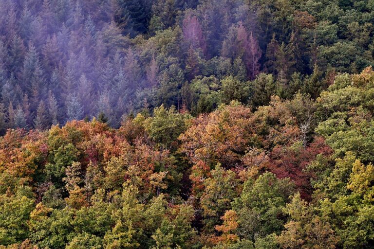 Discover the Charm of Luxembourg: Your Ultimate Travel Guide