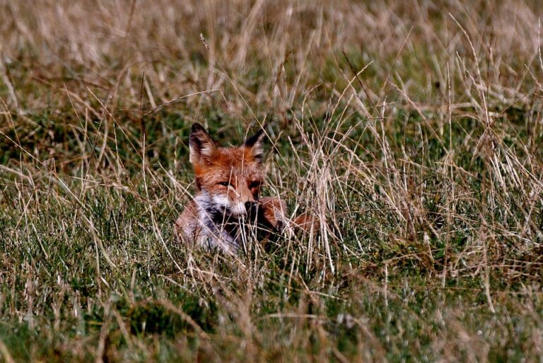 Watch Today’s Luxembourg vs Germany World Cup 2026 Qualifier: Live Stream, TV Channel, and Kickoff Time