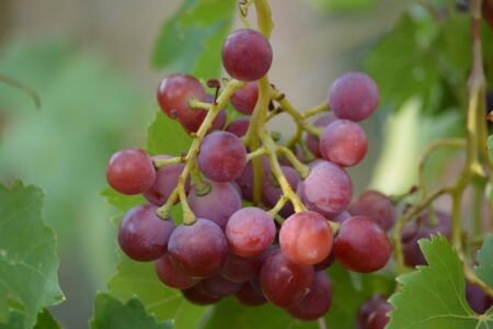 Croatia Sees Growth in Foreign Tourist Arrivals in 2025, Highlighting the Appeal of Dubrovnik and Split – Travel And Tour World