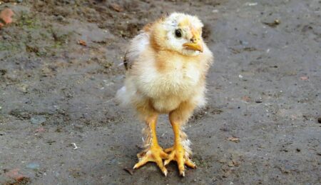 Armenian PM Admits Uncertainty Over Wheat Supplies Passing Through Azerbaijan