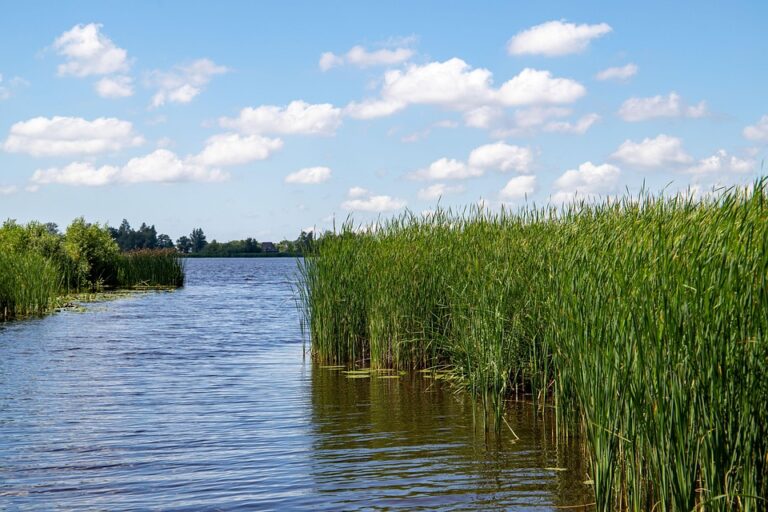 Liberal-progressive party D66 wins election, Dutch media report | Netherlands – The Guardian