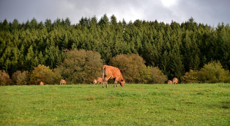 Unlocking the Benefits of Cross-Border Funds: Why Luxembourg and Ireland Stand Out