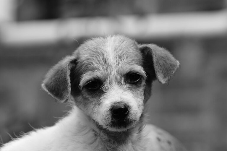 Portugal Dominates with Stunning 8-1 Victory Over Armenia, Securing World Cup 2026 Spot