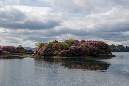 Wallabies Coach Reveals Surprise: Best Australian Player Shone in Irish Colours After Tough Defeat
