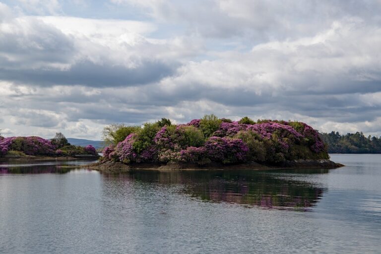 Wallabies Coach Reveals Surprise: Best Australian Player Shone in Irish Colours After Tough Defeat