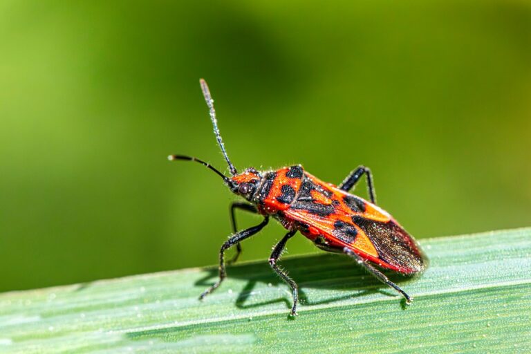 Estonia’s Inflation Drops to a 5-Month Low