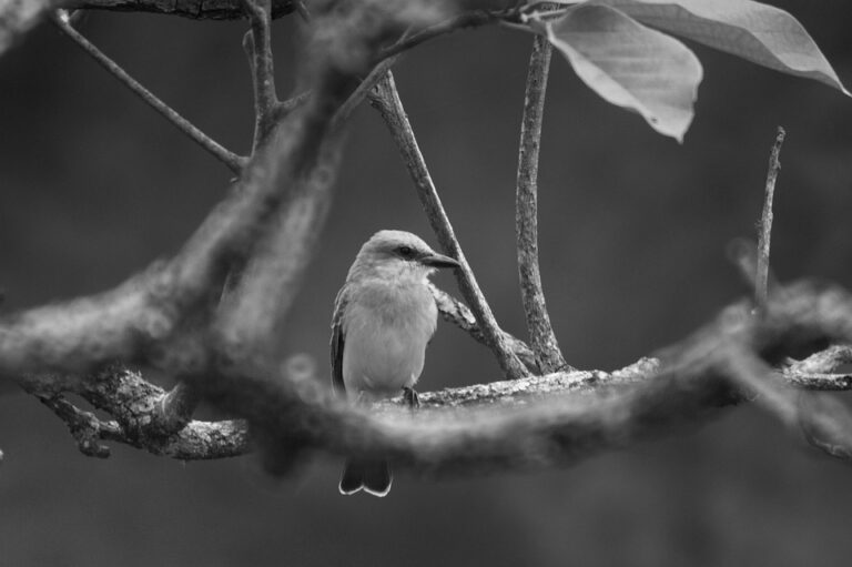 Noah and Alashkert Clash in Thrilling High-Scoring Draw as Ararat-Armenia Takes Top Spot