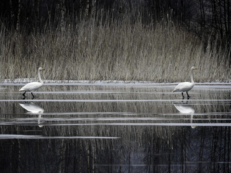 U.S., Canada, and Finland Unite to Boost Icebreaker Collaboration Efforts