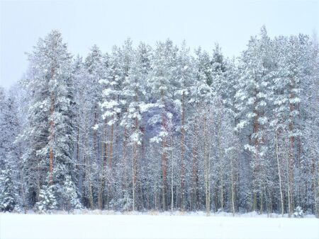 Metsä Board’s change negotiations concluded in Finland – PULPAPERnews.com