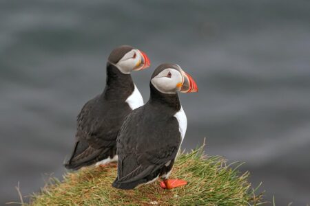 Discover Iceland’s Hidden Winter Wonders: Chase the Northern Lights, Explore Glacial Ice Caves, and Experience the Ultimate Adventure in a Magical Winter Paradise! – Travel And Tour World