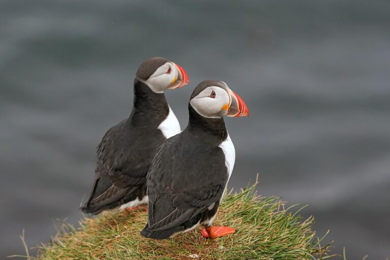 Discover Iceland’s Hidden Winter Wonders: Chase the Northern Lights, Explore Glacial Ice Caves, and Experience the Ultimate Adventure in a Magical Winter Paradise! – Travel And Tour World