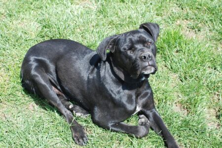 Jared Kushner’s Firm Abandons Hotel Project Amid Serbia Indictments