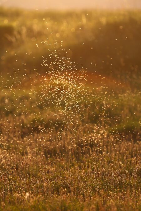 Iceland Joins Boycott of Eurovision 2026 Following Israel’s Participation Approval