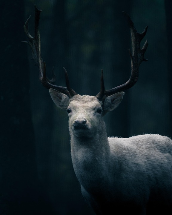 Germany’s Far Right Softens Its Stance on Trump