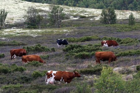 Sons of Norway to sell breakfast in February – Longview Daily News