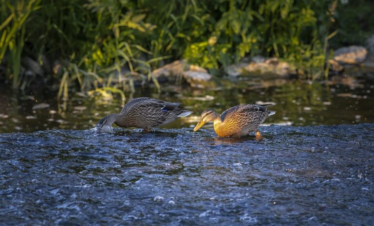 Finnish Police Seize Ship Following Mysterious Cable Damage