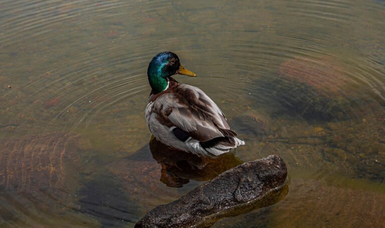 Lithuanian President Champions German Brigade Deployment Starting in 2027