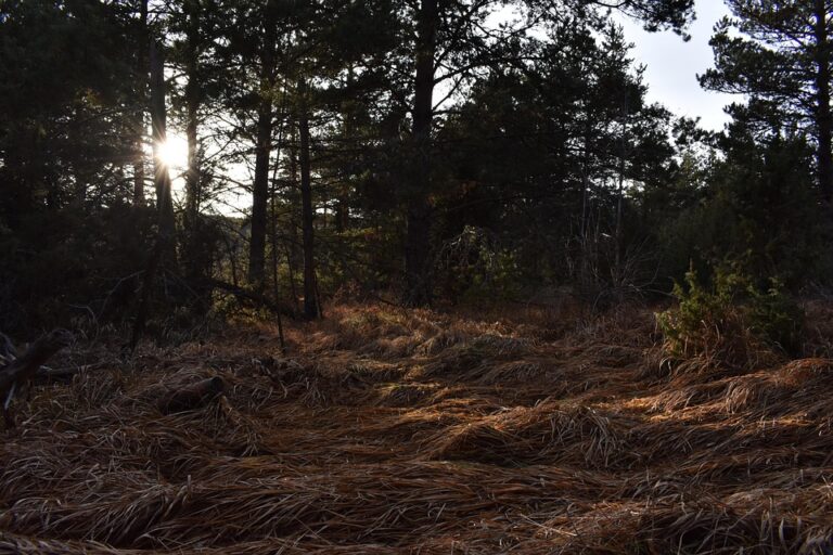 Major Breakthrough for Serbia: Crude Oil Transport to NIS and Pančevo Refinery via JANAF Begins!