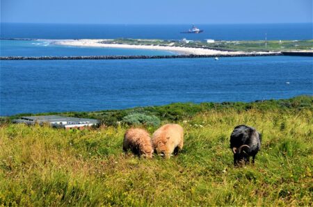 Wales Dominates North Macedonia with a Stunning 7-1 Victory – Full Game Analysis