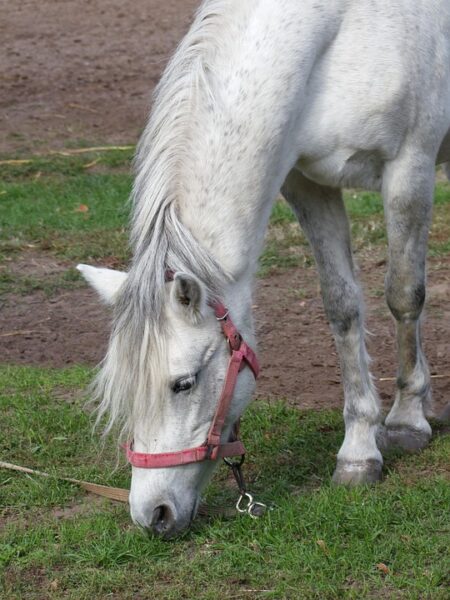 New Data Suggests Opposition Polls in Hungary Could Be Highly Misleading