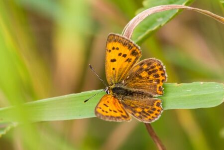 Miss Finland Photo Ignites Controversy and Outrage Across Asia