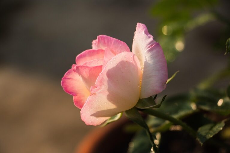 Vassilis Spanoulis Blasts Monaco Management Over Financial Struggles