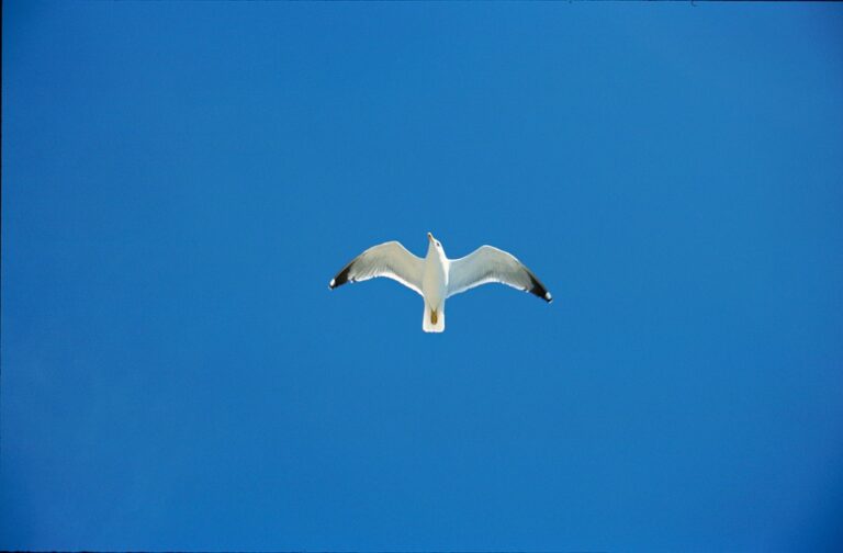 Croatia Medical Chief Provides Latest Update on Manchester City’s Josko Gvardiol and Mateo Kovacic