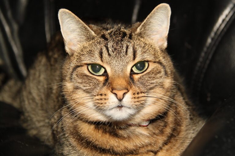 Denmark and Greenland Leaders to Meet Rubio at Munich Conference