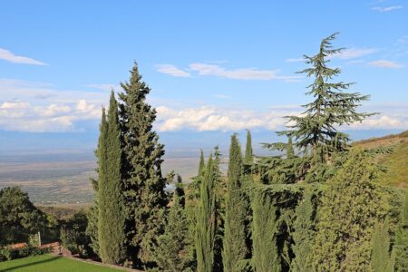 Authorities Repatriate 14 Criminals from Georgia and Europe in Major Operation