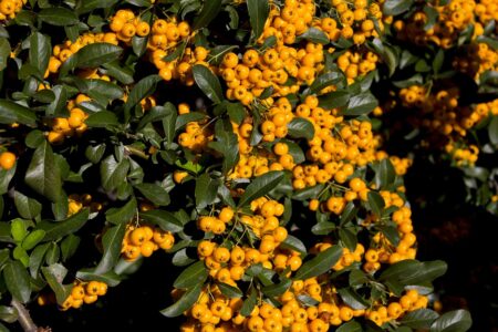 Absurd!’ Orbán Strongly Rejects Idea of Returning EU’s €10 Billion