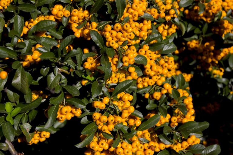 Absurd!’ Orbán Strongly Rejects Idea of Returning EU’s €10 Billion