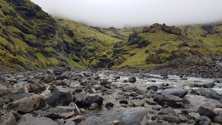 Cream Bun Day: A Delightful Celebration of Tradition and New Flavors