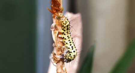 MVRDV Kicks Off Construction of the Innovative EU TUMO Convergence Center in Armenia