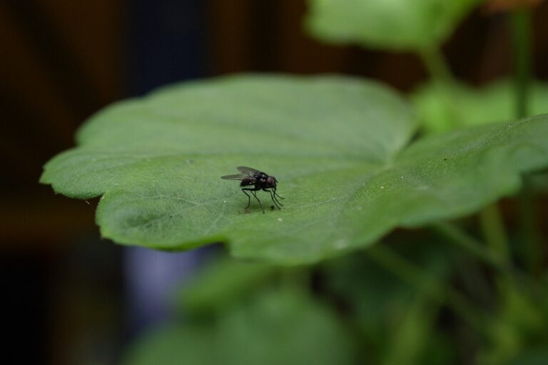 The Council appointed Satu Koivu as new Head of Mission for the European Union Mission in Armenia – ԱՐՑԱԽ ԼՐԱՏՎԱԿԱՆ