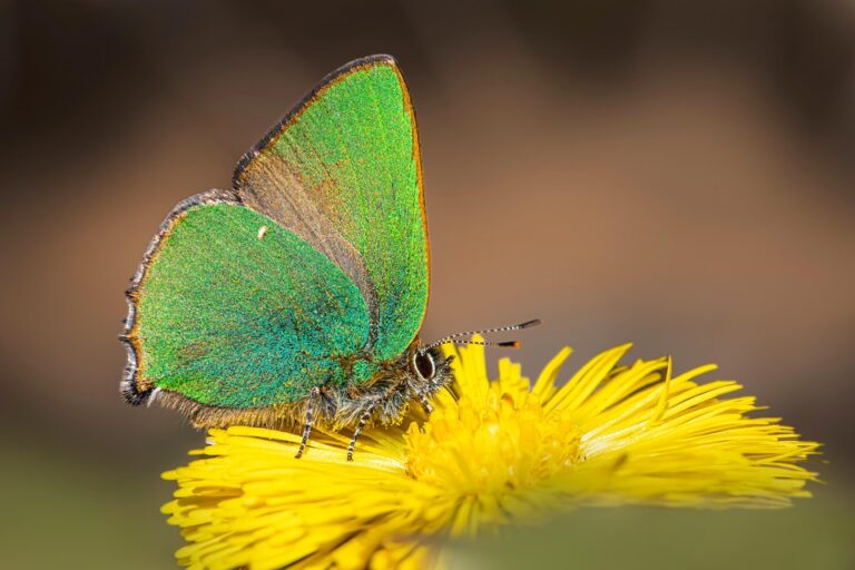February 21: Estonia Orders 600 Border Bunkers as NATO Hardens Front – Meyka