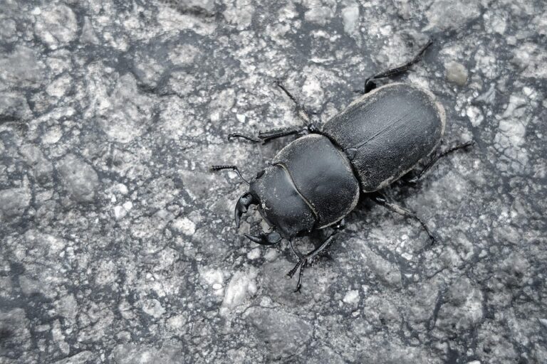 Croatia Poised to Strengthen Oil Supply to Hungary and Slovakia via Adriatic Pipeline