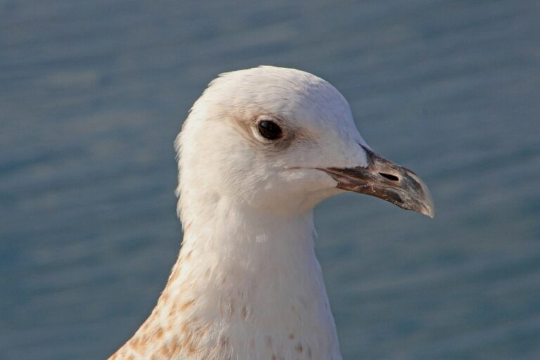 Croatia Declines Invitation to Join Trump’s ‘Board of Peace,’ Says Prime Minister Andrej Plenković