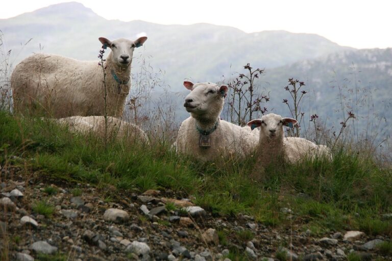 Trump Links Greenland Demands to Nobel Prize in Message to Norway Leader