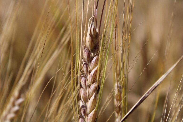 Finland and Slovakia Aim to ‘Turn the Page’ in Thrilling Olympic Bronze Medal Showdown